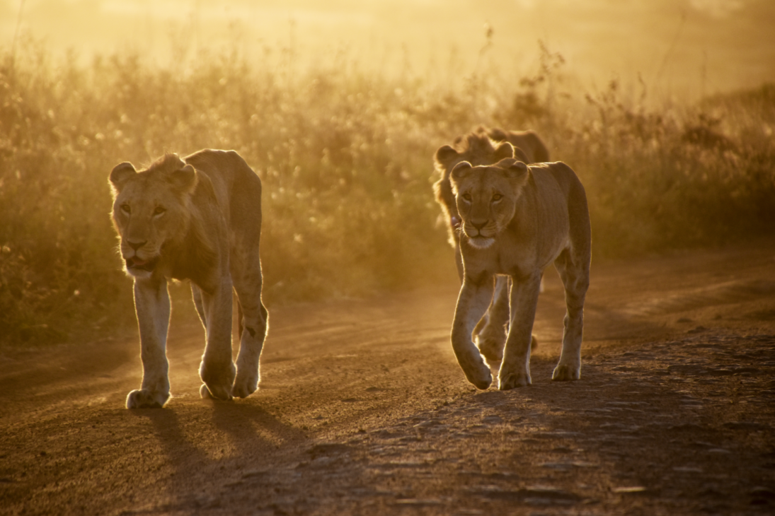 Lionnes Ripped C'est quoi le Réveil des Lionnes ? - Reveil des lionnes
